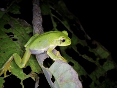 Zhangixalus schlegelii