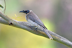 Philemon corniculatus