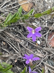 Scaevola ramosissima