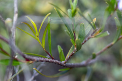 Billardiera cymosa