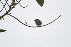 Myiotheretes fumigatus