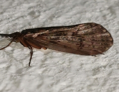 Halesus