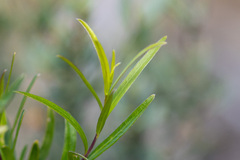 Billardiera cymosa