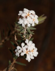 Leucopogon darlingensis