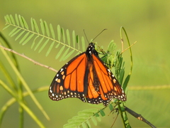 Danaus plexippus plexippus