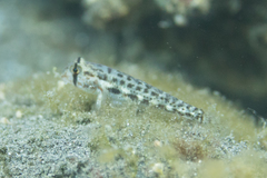 Gnatholepis