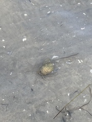 Clibanarius vittatus