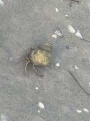 Clibanarius vittatus