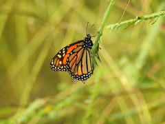 Danaus plexippus plexippus