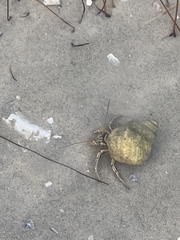 Clibanarius vittatus