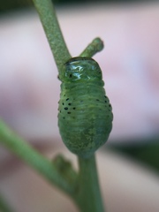 Dicranosterna semipunctata