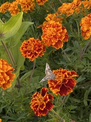Autographa