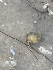 Clibanarius vittatus