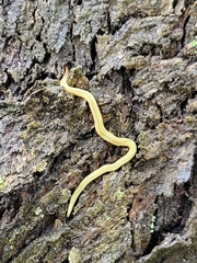 Fletchamia mediolineata