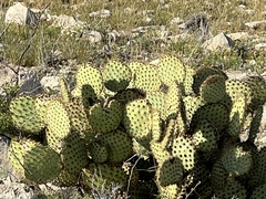 Opuntia strigil