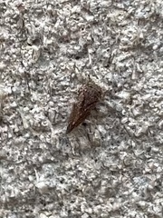 Pachypsylla