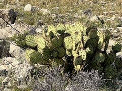 Opuntia strigil