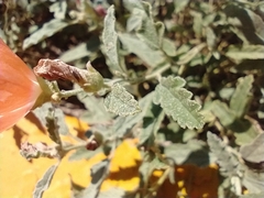 Sphaeralcea hastulata