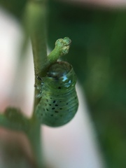 Dicranosterna semipunctata
