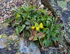 Solidago simplex