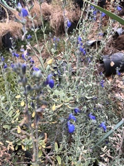 Salvia chamaedryoides