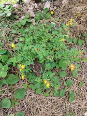 Crotalaria pumila