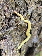 Fletchamia mediolineata