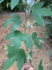 Passiflora setacea