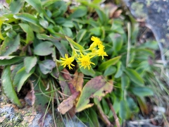 Solidago simplex