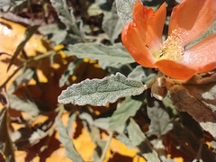 Sphaeralcea hastulata