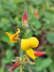 Crotalaria pumila