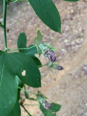Passiflora setacea