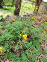 Crotalaria pumila