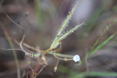 Drosera serpens