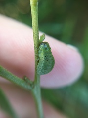 Dicranosterna semipunctata