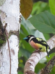 Eurylaimus ochromalus