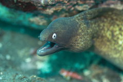 Gymnothorax thyrsoideus