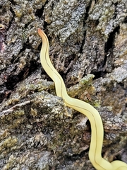 Fletchamia mediolineata