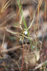 Drosera serpens