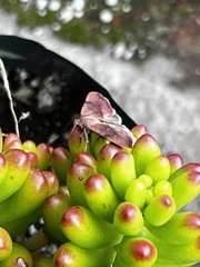 Galgula partita