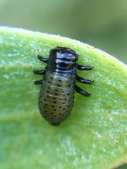 Dicranosterna semipunctata