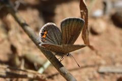 Freyeria trochylus