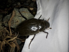 Hydrophilus acuminatus