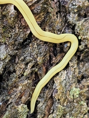 Fletchamia mediolineata