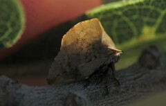 Telamonanthe
