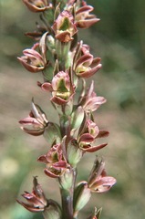 Prasophyllum litorale