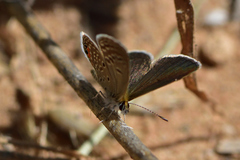 Freyeria trochylus