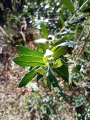 Baccharis dracunculifolia