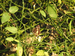 Chlosyne lacinia adjutrix