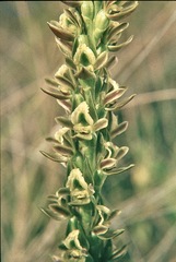 Prasophyllum litorale